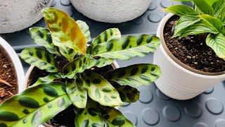 Calathea Plants Propagating Planting amp Easy Care Tips  Natural Rooting Hormone [upl. by Wildermuth]