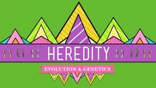 Heredity Crash Course Biology 9 [upl. by Lletnuahs]