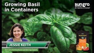 How to Grow Basil in Containers [upl. by Joceline793]