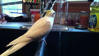 This Will Make Your Cockatiel Sing [upl. by Malcah]