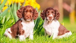 ENGLISH SPRINGER SPANIEL PUPPIES FROM 2 TO 8 WEEKS [upl. by Borden]