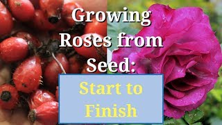 Grow Roses from Seed Start to Finish [upl. by Asilrak]