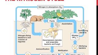 Biogeochemical cycles [upl. by Orian]