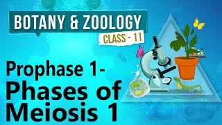 Prophase 1  Phases of Meiosis 1  Cell Division  Biology Class 11 [upl. by Cuttie]