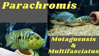 Parachromis Motaguensis amp Multifasciatus [upl. by Noyerb]