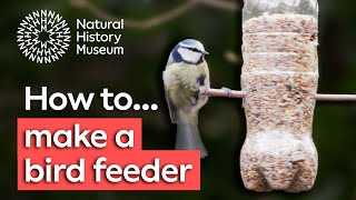 How to make a bird feeder  Natural History Museum [upl. by Zetnwahs683]