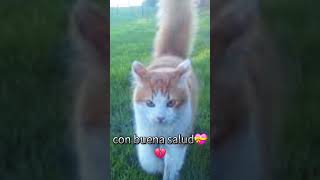 mi gatito 💔 [upl. by Beatriz]