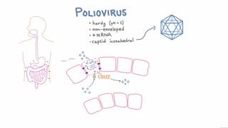 Polio Pathophysiology [upl. by Ain778]