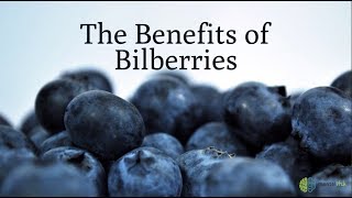 The Benefits of Bilberries [upl. by Eniamirt387]