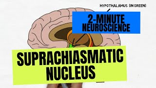 2Minute Neuroscience Suprachiasmatic Nucleus [upl. by Seppala]