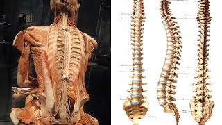 Anatomia funzionale della colonna vertebrale [upl. by Ki51]