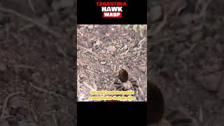 Texas Brown Tarantula Hunting tarantula spider spiders [upl. by Hsital]