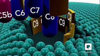 Complement System – An Introduction [upl. by Aratehs205]