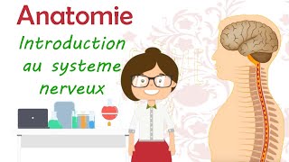 Anatomie  introduction au système nerveux [upl. by Shena405]