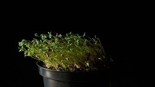 Positive Phototropism  Demonstration [upl. by Spohr751]