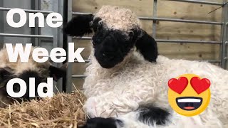 Swiss Valais blacknose sheep Gloria had a Lamb Holly cutest sheep [upl. by Edialeda210]