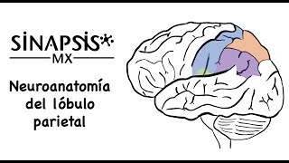 Lóbulo parietal neuroanatomía funcional [upl. by Hamann478]