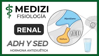 Fisiología Renal  ADH Hormona antidiurética y Sed IGdoctorpaiva [upl. by Rose645]