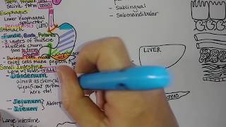 Digestive System  Summary [upl. by Nuncia]