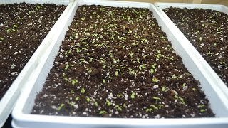 How to Quickly Grow Basil Indoors [upl. by Harvison288]