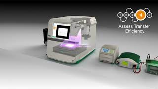 StainFree Western Blotting with ChemiDoc MP Imaging System [upl. by Brenner]