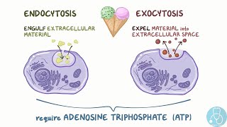 endocytose et exocytose [upl. by Tricia758]