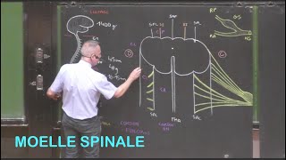 Anatomie de la moelle spinale Neuroanatomie 1 [upl. by Hoffer]