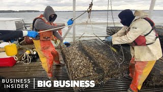 How 35 Million Oysters Are Harvested At This Virginia Farm Every Year  Big Business [upl. by Obed393]