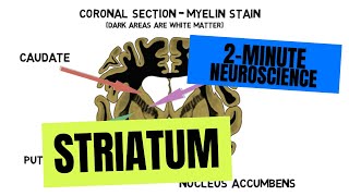 2Minute Neuroscience Striatum [upl. by Eiddet]