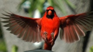 Northern Cardinal Beauty FYV [upl. by Asilrac]