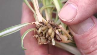 Propagating Spider Plants [upl. by Coe]