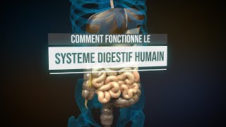 Comment fonctionne le système digestif humain  Animation [upl. by Panaggio]