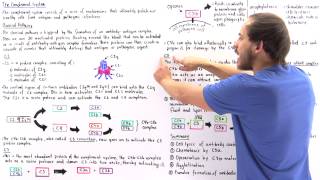 Classical Pathway of Complement System [upl. by Nahtanha]