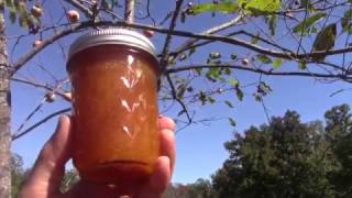 Persimmon Jam  Fruit Preserve  Spread  Part 2 Final [upl. by Wenn]