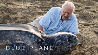 Protecting leatherback turtles  Blue Planet II Episode 7 Preview  BBC [upl. by Kcuhc]