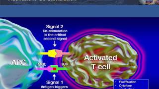 Antigen Presentation T Cell Activation and Deactivation [upl. by Aiyram]