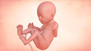 Fetal Development Week by Week Overview [upl. by Kaylyn995]