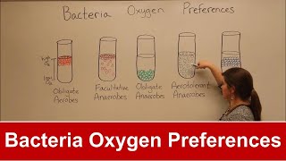 Bacteria Oxygen Requirements [upl. by Nylram741]