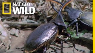 Hercules Beetle Battle  Wild Costa Rica [upl. by Eckhardt]