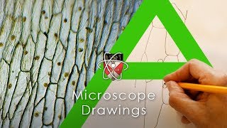 Microscope Drawings  Biology Alevel [upl. by Notyep]