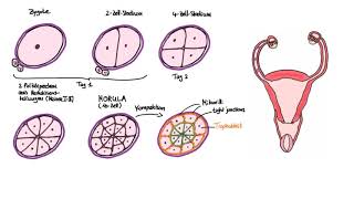 Embryologie 101 Von der befruchteten Eizelle bis zur Implantation Tag 16 [upl. by Hoagland776]