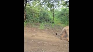 Asiatic lion Sasan gir [upl. by Seligman900]