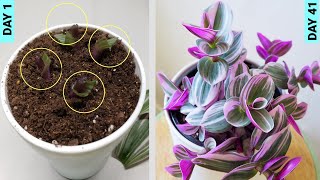 Growing Tradescantia From Stem Cuttings [upl. by Einama]