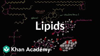 Lipid overview  Macromolecules  Biology  Khan Academy [upl. by Antipas930]