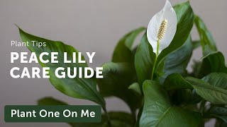 Ultimate SPATHIPHYLLUM Peace Lily CARE Guide — Ep 205 [upl. by Cann]