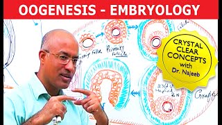 Oogenesis  Gametogenesis  Embryology🩺 [upl. by Noinatrad]