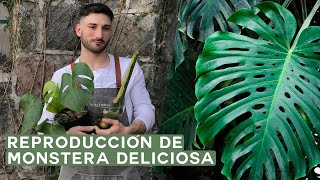 Cómo reproducir la Monstera Deliciosa Esquejes en agua y tierra [upl. by Rives]