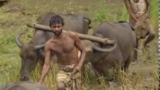 Traditional Sri Lankan Rice Paddy Workers with Water Buffalo Ploughing [upl. by Iridissa]