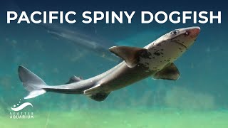 All About Pacific Spiny Dogfish  Shark and Ray Awareness Day [upl. by Lairea]