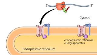 cotranslational targeting of secretory proteins to ER [upl. by Jp643]